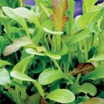 Salad Leaves ‘Mesclun’ Mixed
