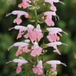 Salvia coccinea ‘Summer Jewel Pink’