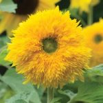 Sunflower ‘Sunshot Golds Mixed’ F1 Hybrid
