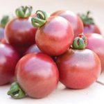 Tomato ‘Rosella’