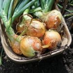 Onion ‘Spitfire’ F1 Hybrid (Spring Planting)