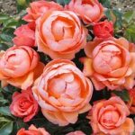 Rose ‘Lady Marmalade’ (Floribunda)