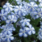 Brunnera macrophylla ‘Starry Eyes’