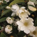 Magnolia ‘Fairy Cream’