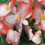 Begonia ‘Volumia Rose Bicolour’
