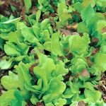 Salad Leaves Mixture ‘Misticanza D’Insalate’ – Vita Sementi Italian Seeds