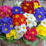 Polyanthus ‘Most Scented Mix’