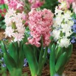 Hyacinth ‘Crystal Doubles Mixed’