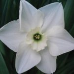 Narcissus ‘Green Eyed Lady’