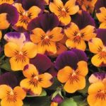 Viola ‘Sorbet Orange Jump Up’