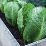 Lettuce ‘Sweet Success’ (Iceberg/Romaine)