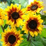 Sunflower ‘Helios Flame’ F1 Hybrid