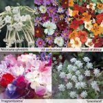 Annual Flower Border Seed Collection (Tall)