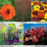 Annual Flower Border Seed Collection (Medium)