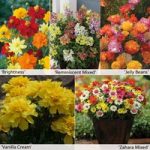 Annual Flower Border Seed Collection (Short)
