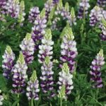 Lupin ‘Avalune Lilac’