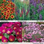 Perennial Flower Border Seed Collection (Short)
