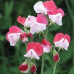 Sweet Pea ‘Little Red Riding Hood’