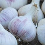 Garlic ‘Red Duke’ (Autumn Planting)