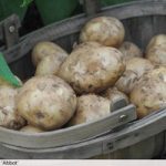 Potato ‘Super Season of Spuds Collection’
