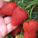 Strawberry ‘Sweetheart’