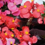Begonia semperflorens ‘Organdy Red’ F1 Hybrid