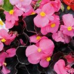 Begonia semperflorens ‘Organdy Pink’ F1 Hybrid