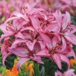Lily ‘T&M Bouquet Pink’