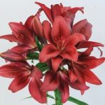 Lily ‘T&M Bouquet Red’