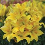 Lily ‘T&M Bouquet Yellow’