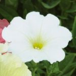 Petunia ‘Frenzy White’ F1 Hybrid