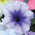 Petunia ‘Frenzy Blue Vein’ F1 Hybrid