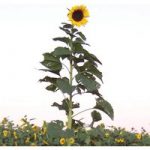 Sunflower ‘Tall Timbers’