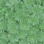 Artemisia arborescens ‘Powis Castle’