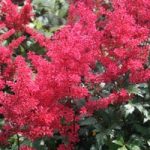 Astilbe japonica ‘Montgomery’