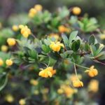 Berberis buxifolia ‘Nana’