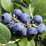 Blueberry ‘Bluecrop’
