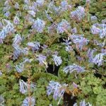 Corydalis flexuosa ‘Purple Leaf’