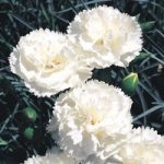 Dianthus ‘Haytor White’