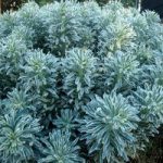 Euphorbia characias ‘Glacier Blue’