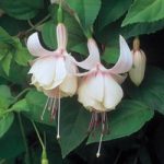 Fuchsia ‘Annabel’