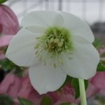 Hellebore ‘Single Clear White’