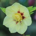 Hellebore ‘Single Gold Red’