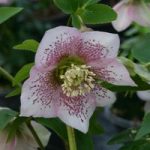 Hellebore ‘Single Pink Spotted’
