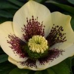 Hellebore ‘Single Yellow Spotted’
