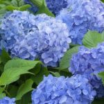 Hydrangea macrophylla ‘Blue Danube’