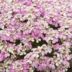 Candytuft ‘Pink Ice’