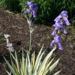Iris pallida ‘Variegata’