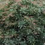 Pieris japonica ‘Little Heath’