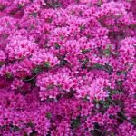 Rhododendron ‘Amoena’